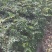 花椒苗大红袍花椒无刺花椒苗基地直销全国可发