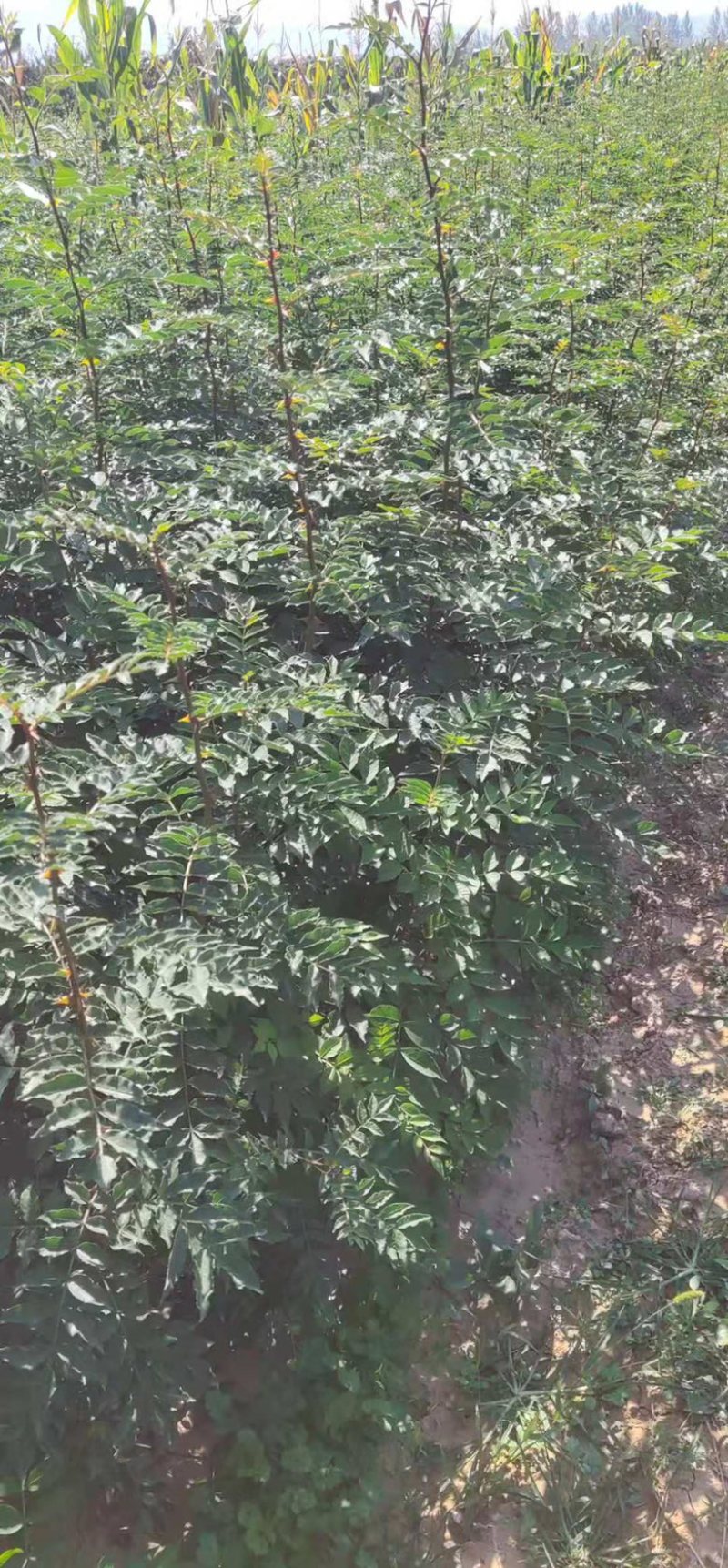 花椒苗大红袍花椒无刺花椒苗基地直销全国可发