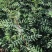 花椒苗大红袍花椒无刺花椒苗基地直销全国可发
