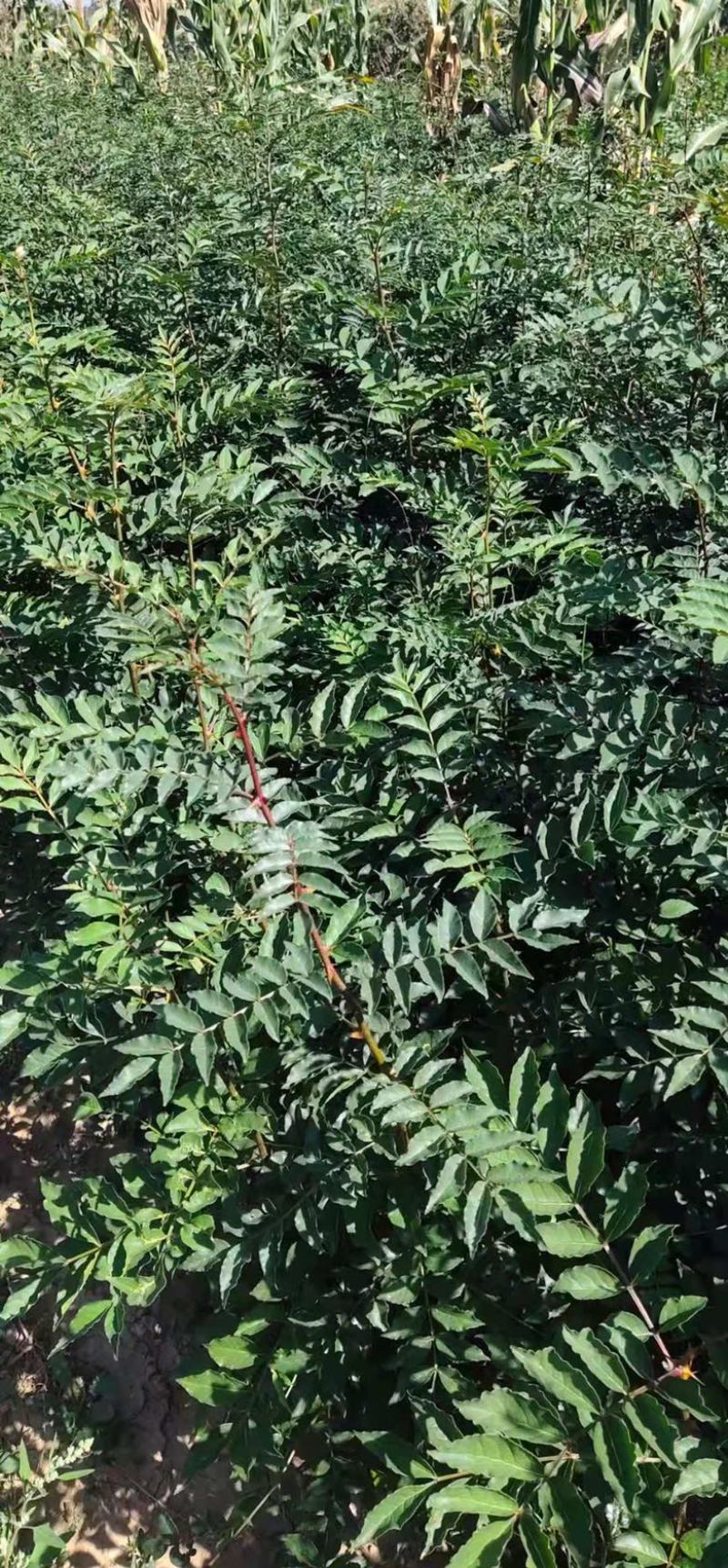 花椒苗大红袍花椒无刺花椒苗基地直销全国可发