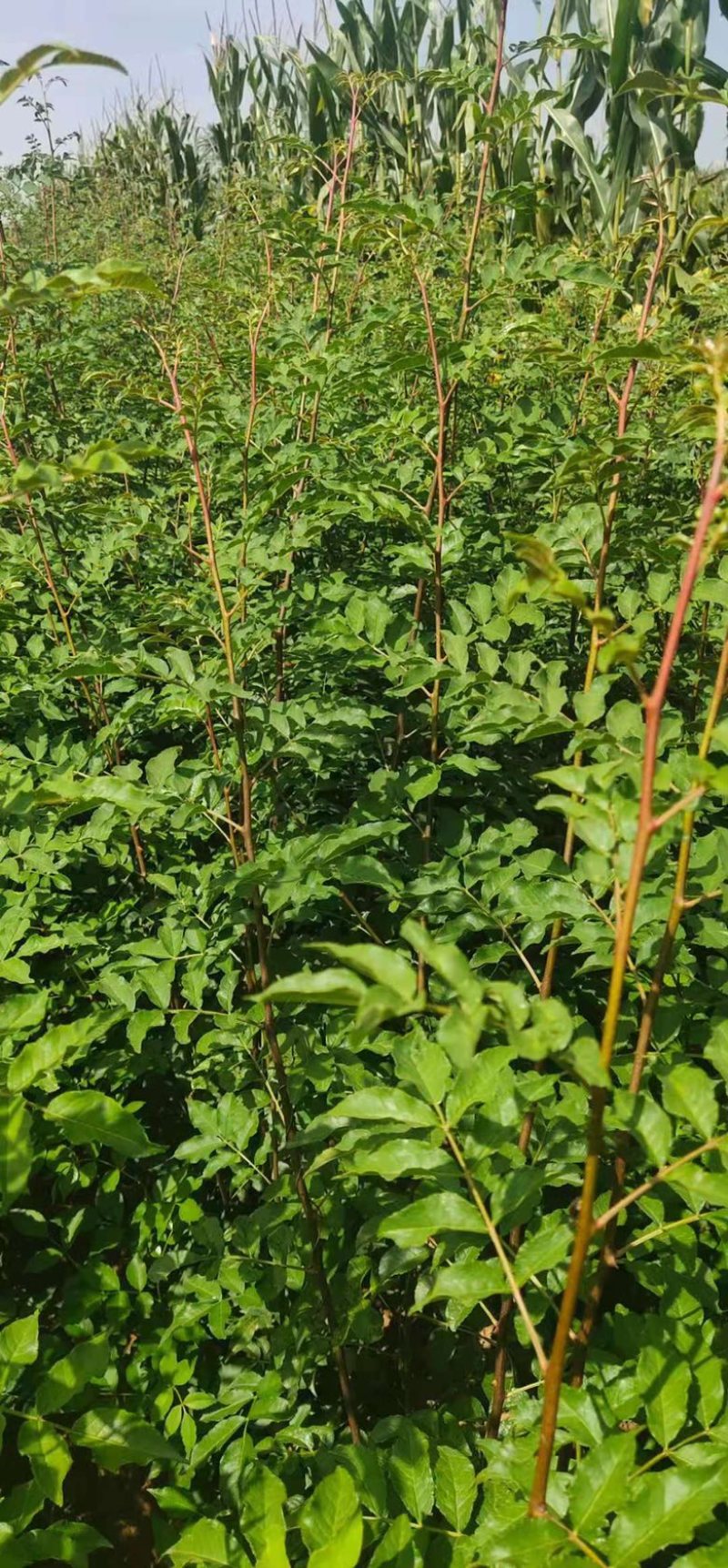 花椒苗大红袍花椒无刺花椒苗基地直销全国可发