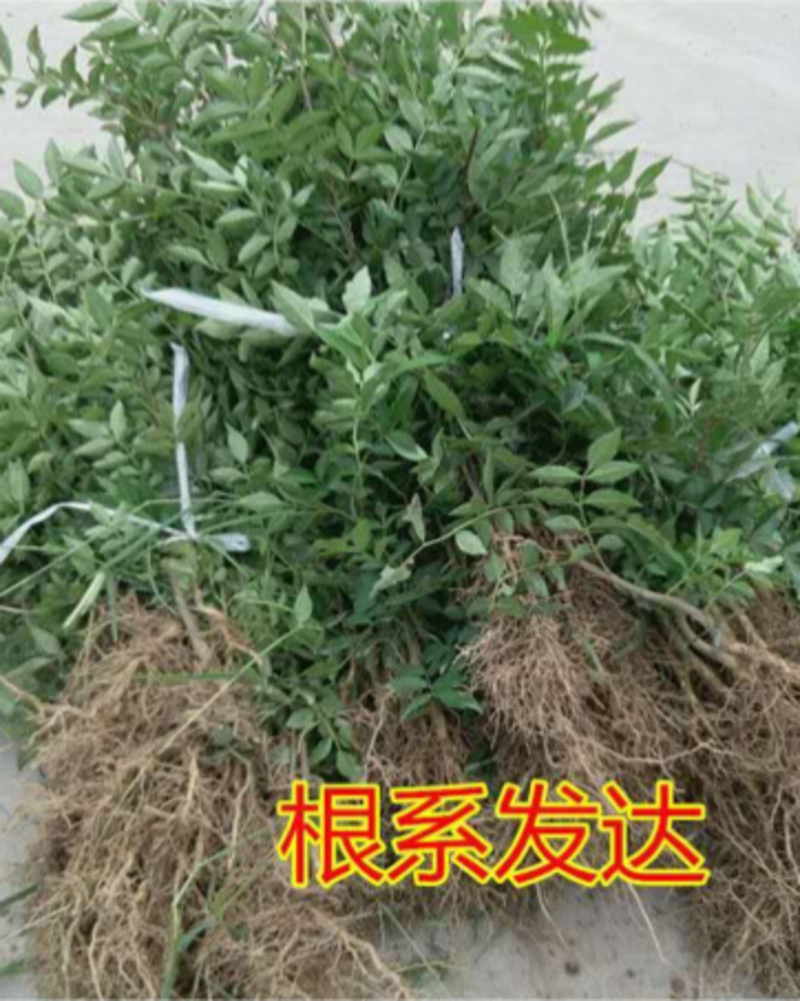 花椒苗大红袍花椒无刺花椒苗基地直销全国可发