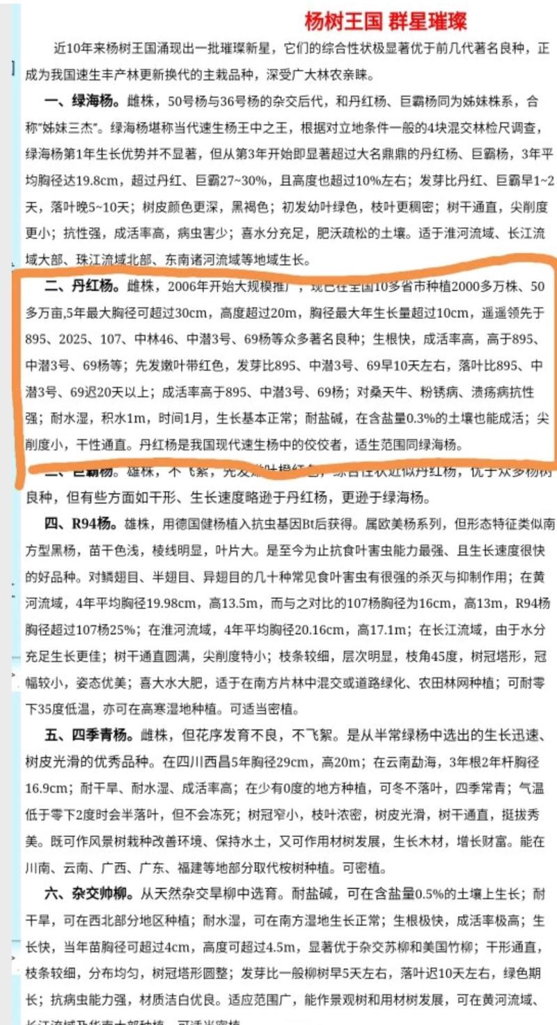 湖北潜江杨树苗，丹红杨速生杨树苗，生长周期快，产地直发