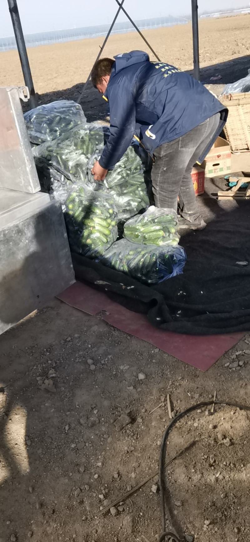 出口级的玛莎水果黄瓜口感脆甜，清香可口