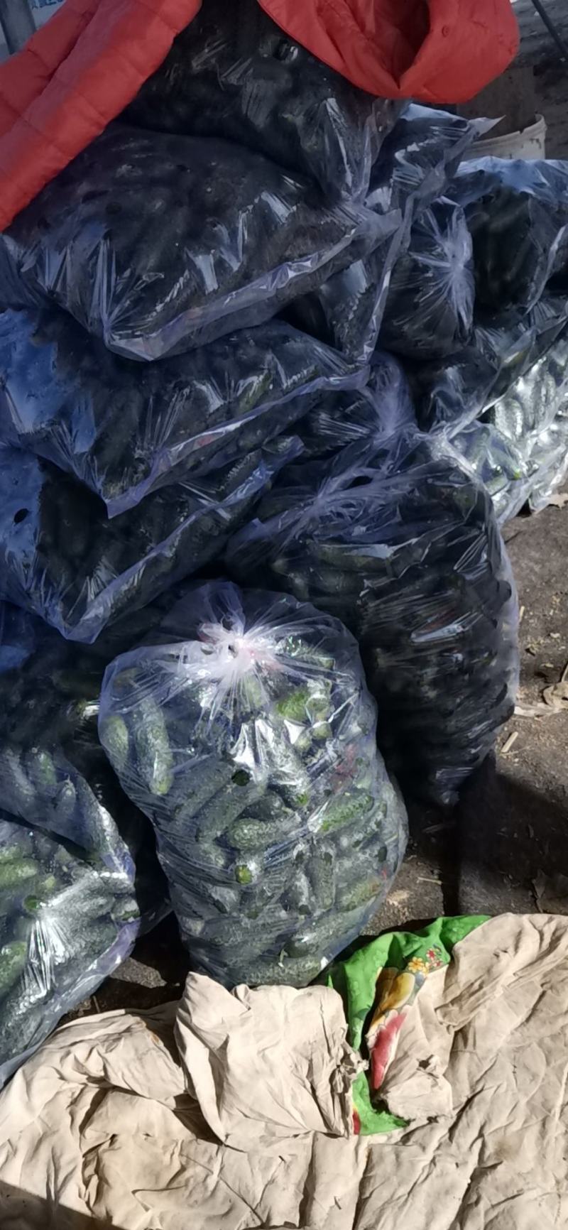 出口级的玛莎水果黄瓜口感脆甜，清香可口