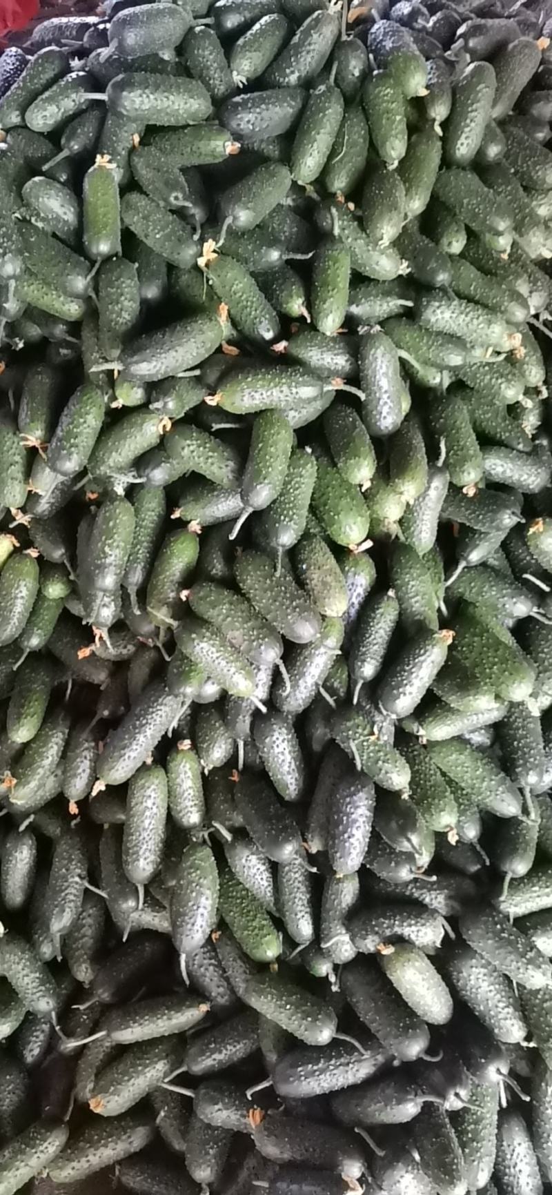 出口级的玛莎水果黄瓜口感脆甜，清香可口