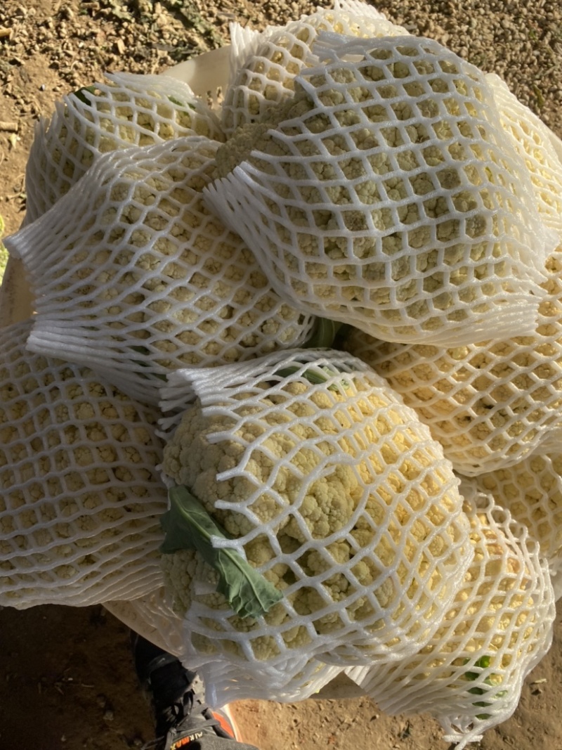 :【产地直供】有机花菜，青梗白面小米粒，对接加工厂