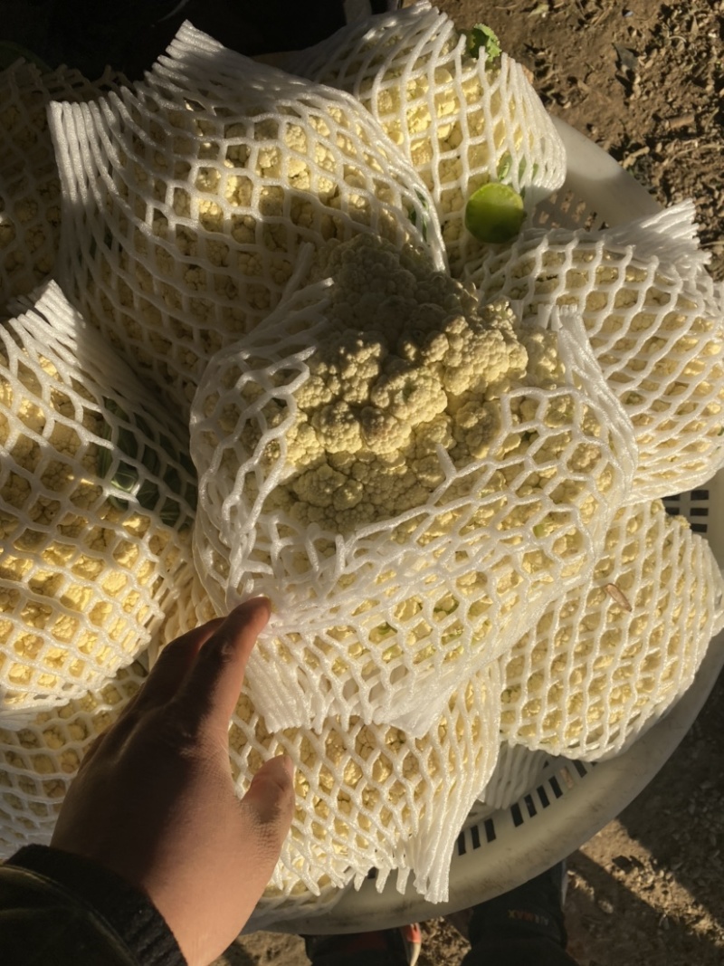 :【产地直供】有机花菜，青梗白面小米粒，对接加工厂