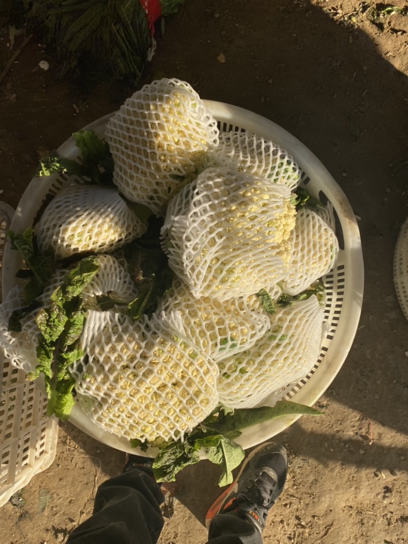 :【产地直供】有机花菜，青梗白面小米粒，对接加工厂