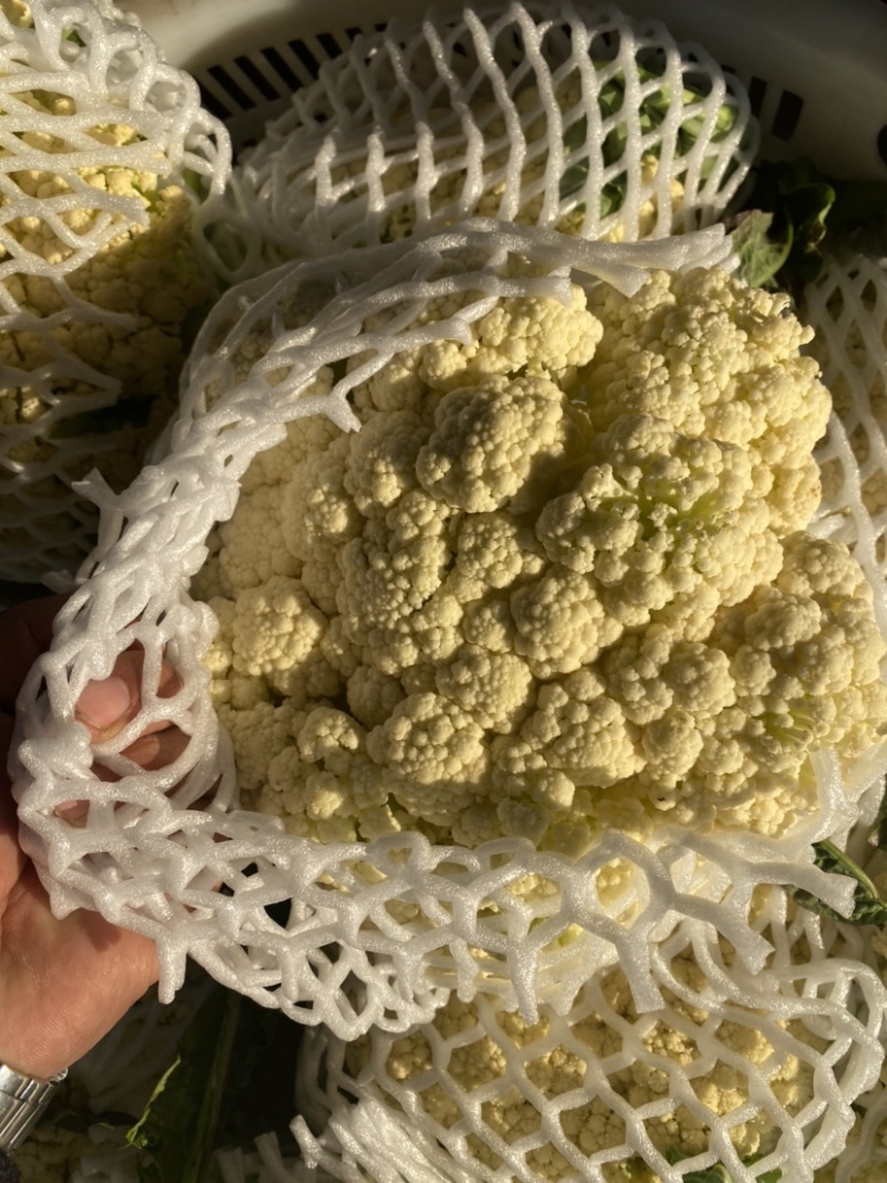 :【产地直供】有机花菜，青梗白面小米粒，对接加工厂