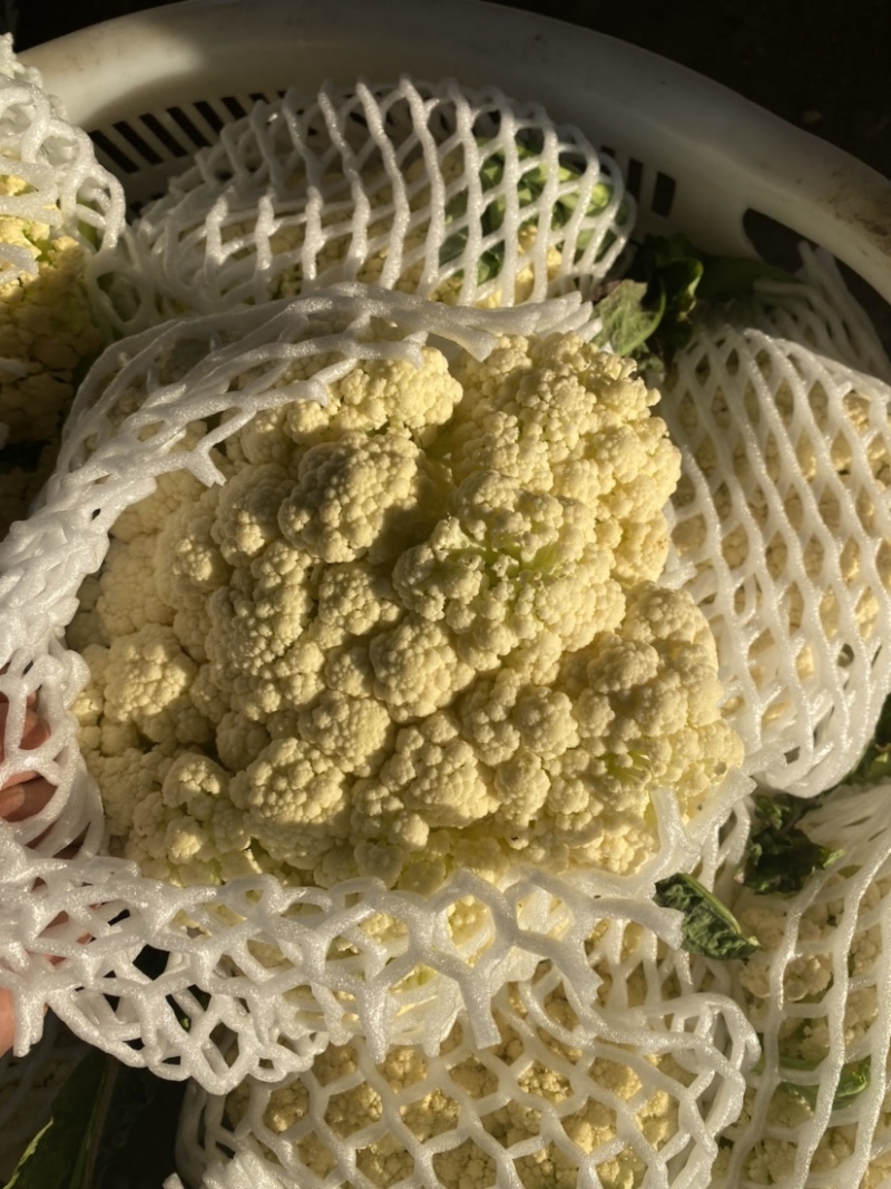 :【产地直供】有机花菜，青梗白面小米粒，对接加工厂