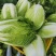 精品黄心白菜矮颗高颗都有净菜毛菜都可上车大白菜