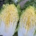 精品黄心白菜矮颗高颗都有净菜毛菜都可上车大白菜