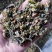 豆角豆江苏豆角切断一级