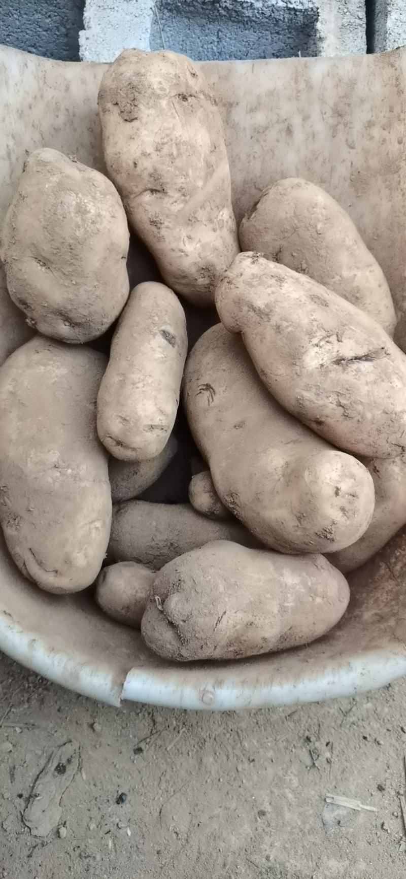 云南豆薯