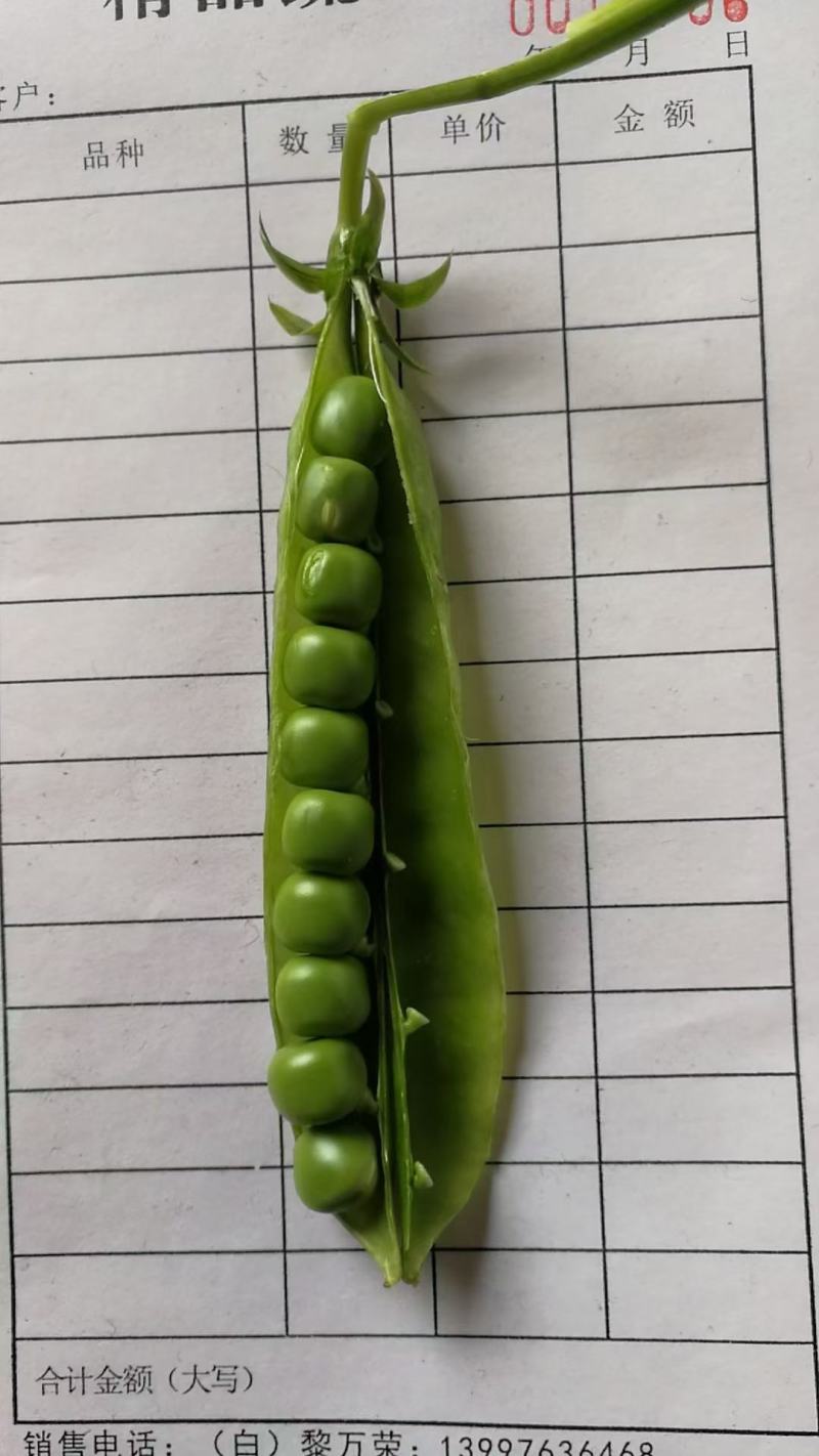 长寿仁豌豆云南大理。好货，中货。剥米豆。……………