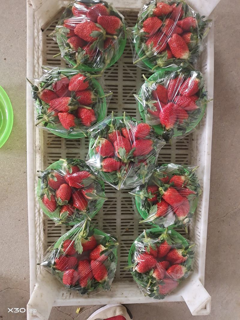 山东海阳甜宝草莓，奶油草莓，章姬草莓。产地实力代收
