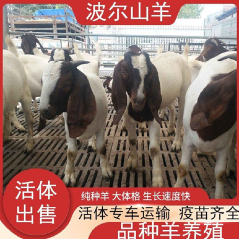 纯种大耳波尔山羊怀孕母羊小羊活苗活体小活羊种羊羊羔成年包