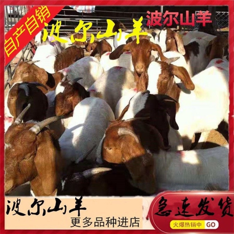 纯种大耳波尔山羊怀孕母羊小羊活苗活体小活羊种羊羊羔成年包