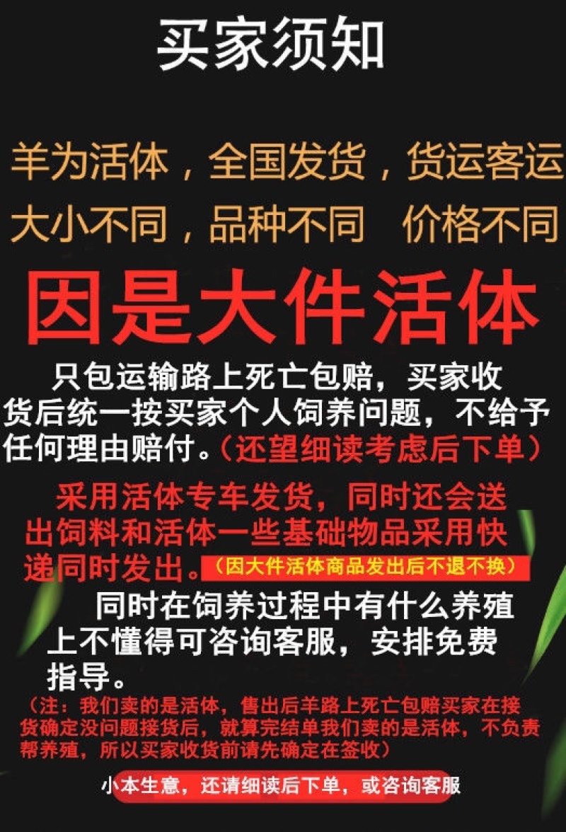 纯种大耳波尔山羊怀孕母羊小羊活苗活体小活羊种羊羊羔成年包