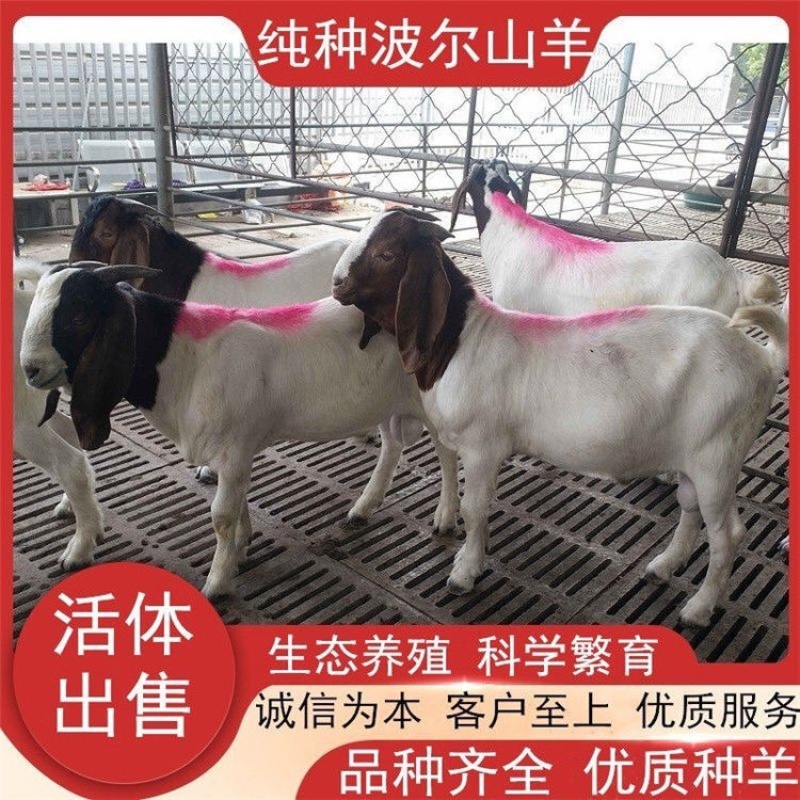 纯种大耳波尔山羊怀孕母羊小羊活苗活体小活羊种羊羊羔成年包