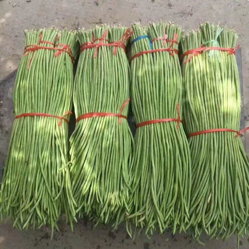 精品长豆角，颜色鲜艳，