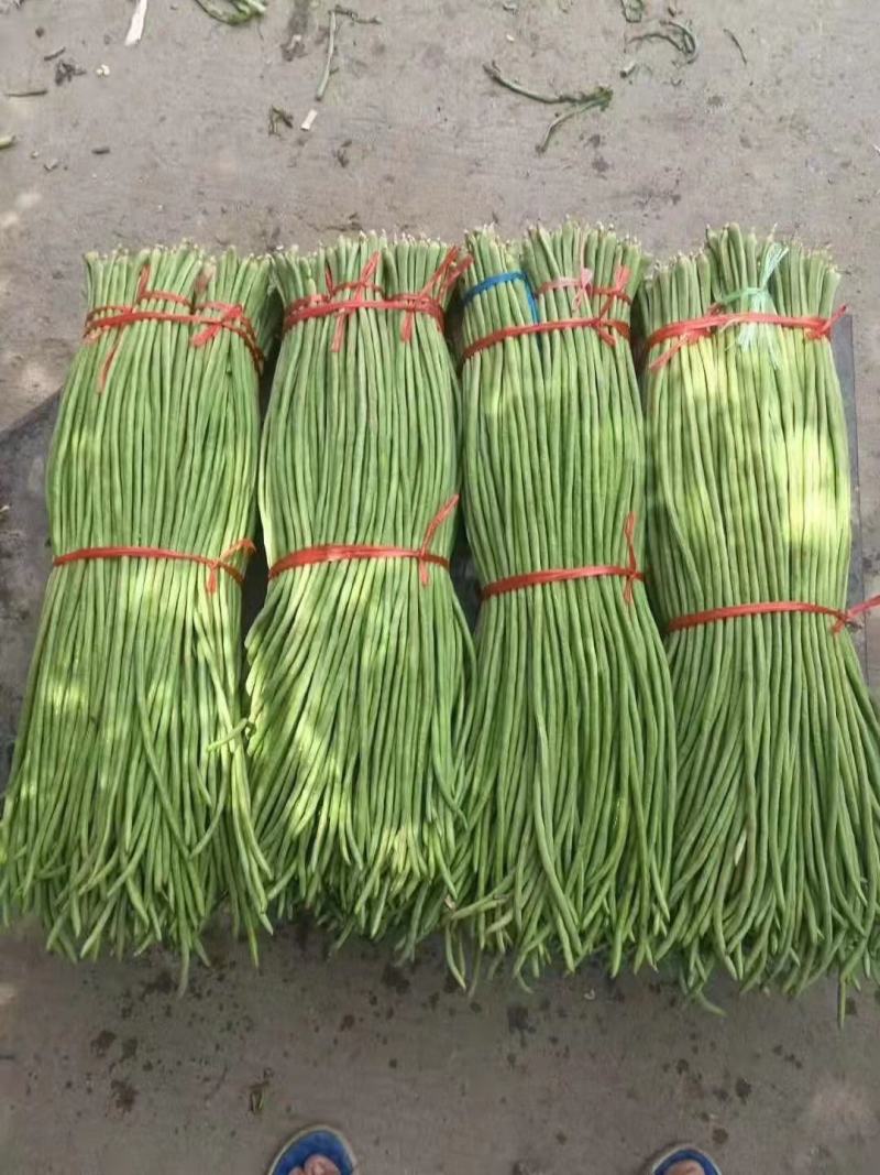 精品长豆角，颜色鲜艳，