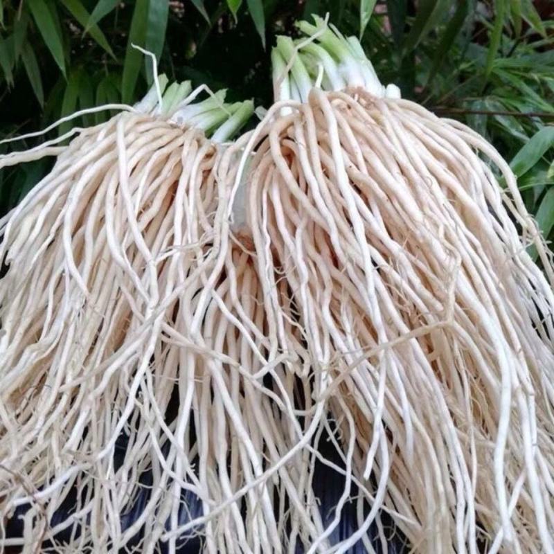 云南大理新鲜蔬菜大韭菜根