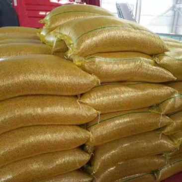 黑龙江大豆高蛋白豆各种豆