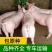 《大白一元母猪》英系大白一级大白母猪支持全国发货
