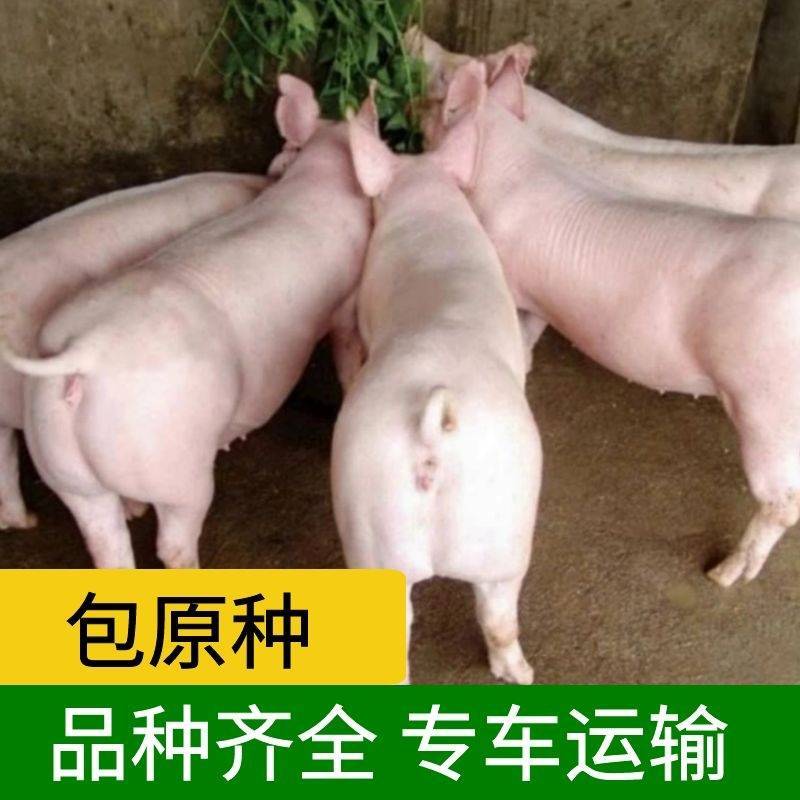 《大白一元母猪》英系大白一级大白母猪支持全国发货