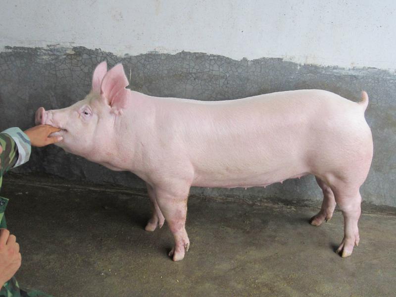 《大白一元母猪》英系大白一级大白母猪支持全国发货