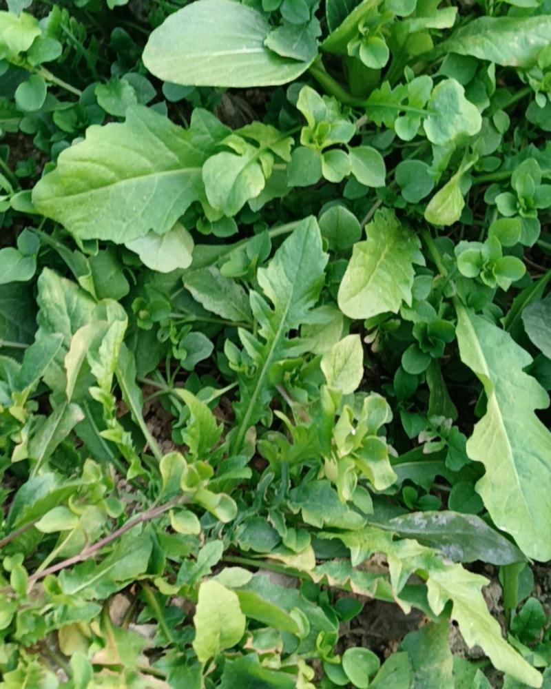 荠菜中华神菜地菜野菜小青菜特种菜大自然的香口感非常好