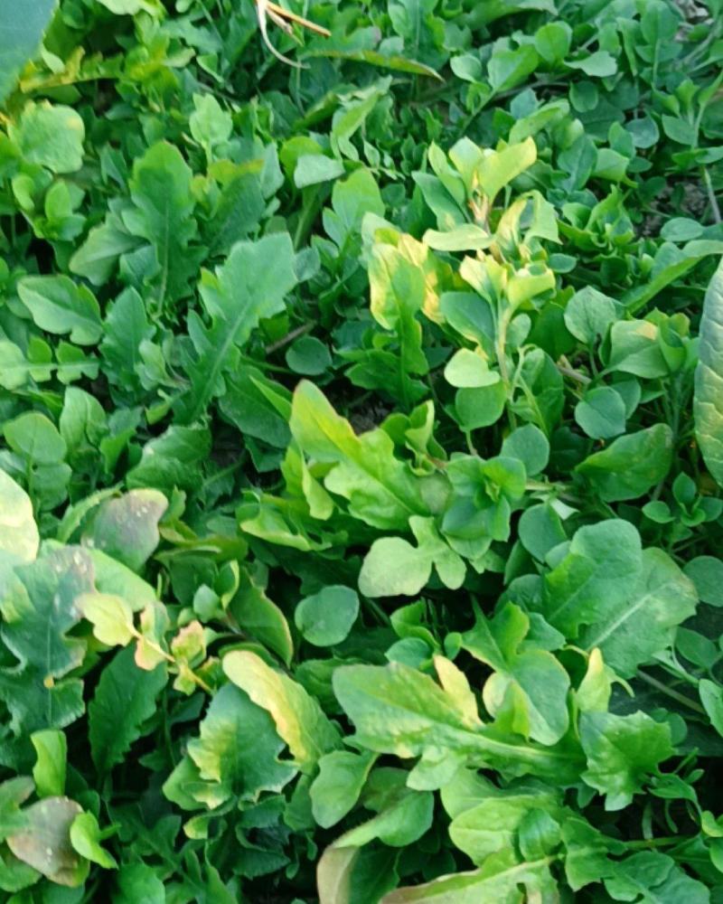 荠菜中华神菜地菜野菜小青菜特种菜大自然的香口感非常好