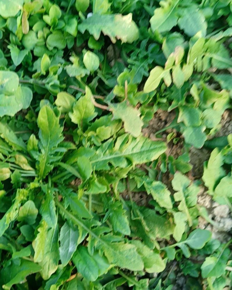 荠菜中华神菜地菜野菜小青菜特种菜大自然的香口感非常好