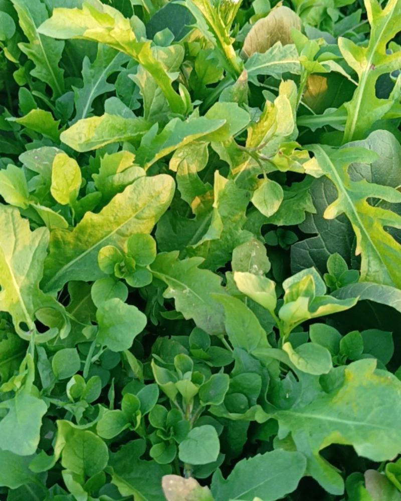 荠菜中华神菜地菜野菜小青菜特种菜大自然的香口感非常好