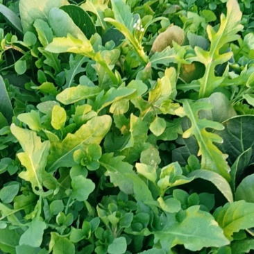 荠菜中华神菜地菜野菜小青菜特种菜大自然的香口感非常好
