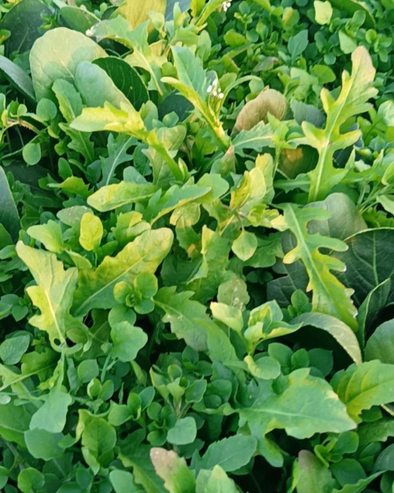 荠菜中华神菜地菜野菜小青菜特种菜大自然的香口感非常好