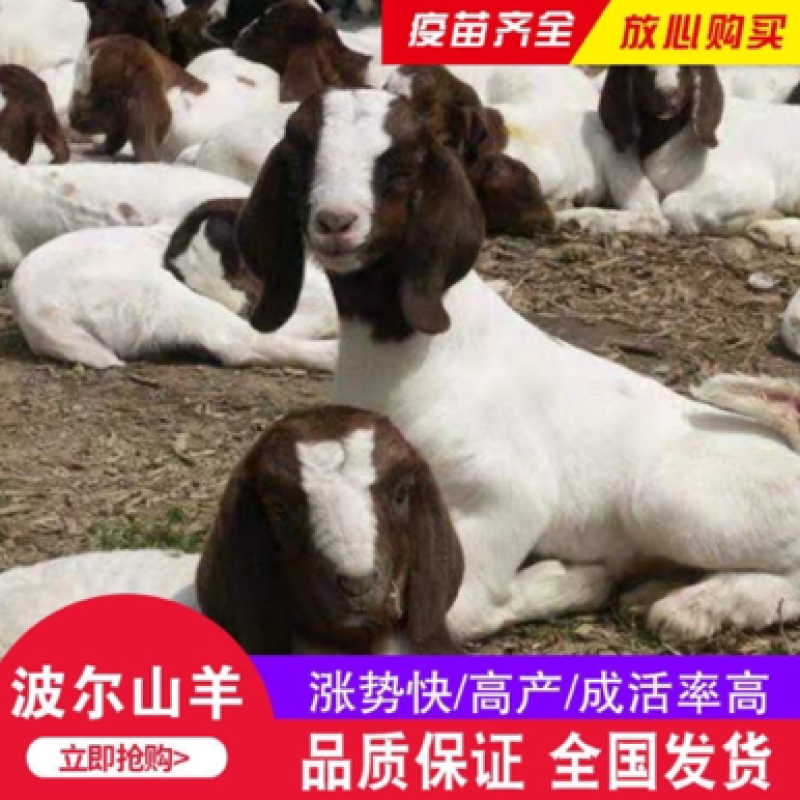 波尔山羊活羊羊羔种羊波尔山羊活山羊活苗纯种小羊羔活羊波尔