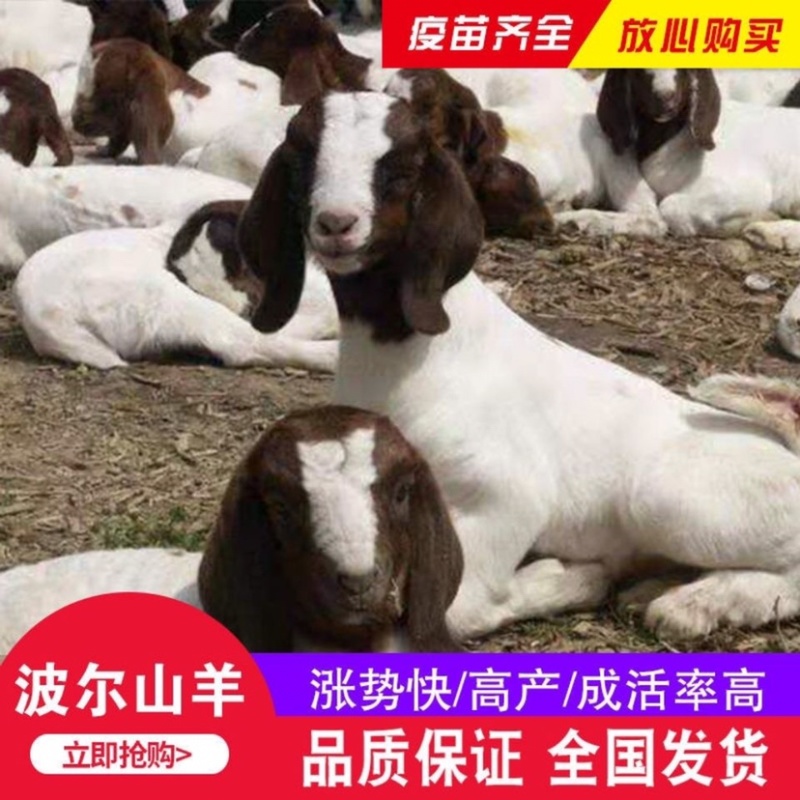 波尔山羊活羊羊羔种羊波尔山羊活山羊活苗纯种小羊羔活羊波尔