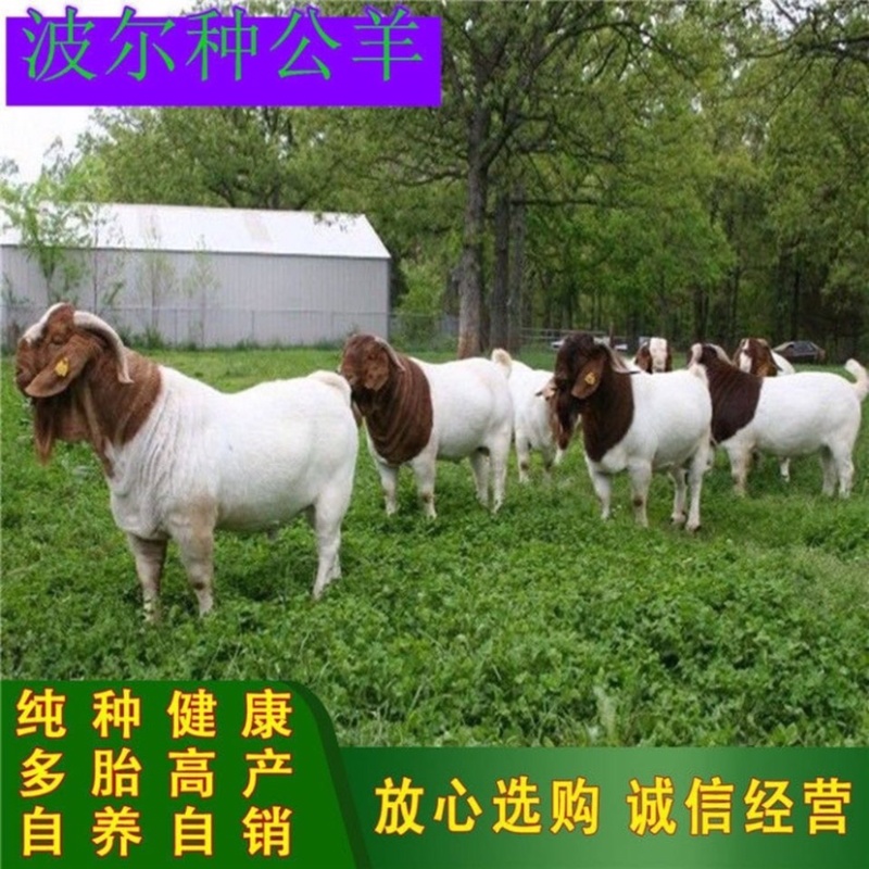 波尔山羊活羊羊羔种羊波尔山羊活山羊活苗纯种小羊羔活羊波尔