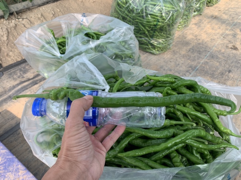 千亩大棚，鲜辣椒，基地直供，现采现摘。
