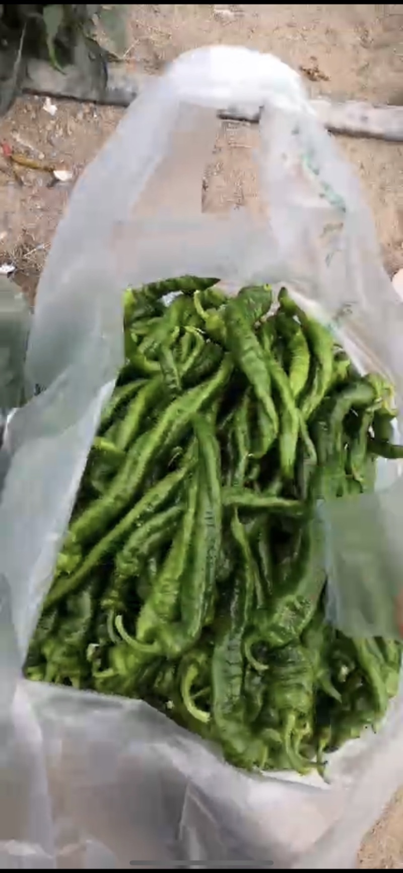 千亩大棚，鲜辣椒，基地直供，现采现摘。