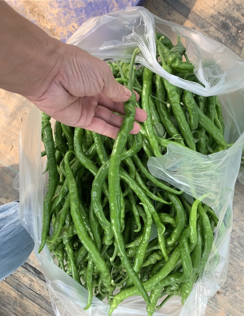 千亩大棚，鲜辣椒，基地直供，现采现摘。
