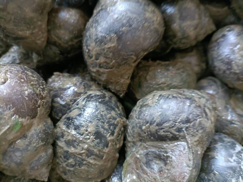 潜江养殖特大螺蛳，鲜活，豹头特大，欢迎新老客户选购