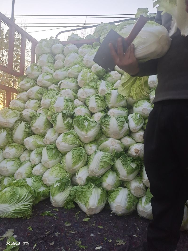 淮阳区黄心大白菜大量供应中品种齐全产地直供质量好
