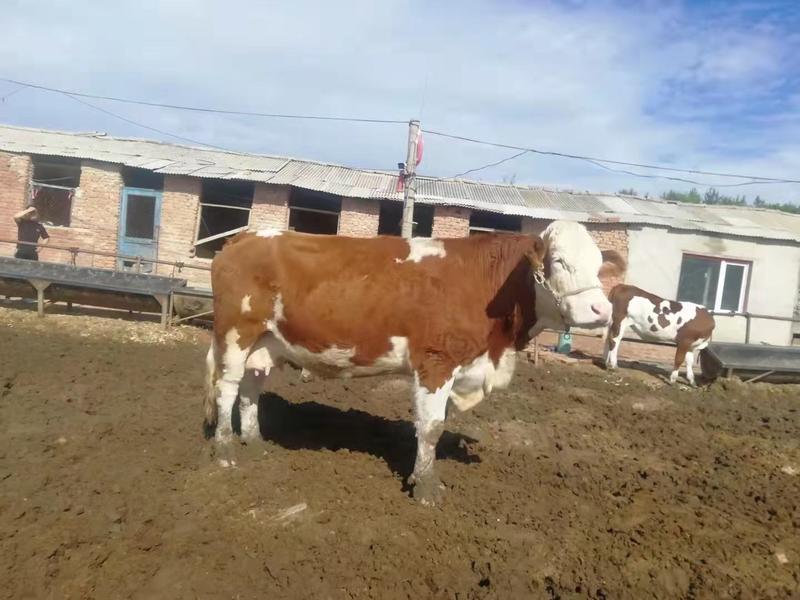 西门塔尔牛种牛每头补贴1000元包回收包技术