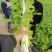 水培芹菜近日出货，有意向你老板联系，欢迎来电获取报价