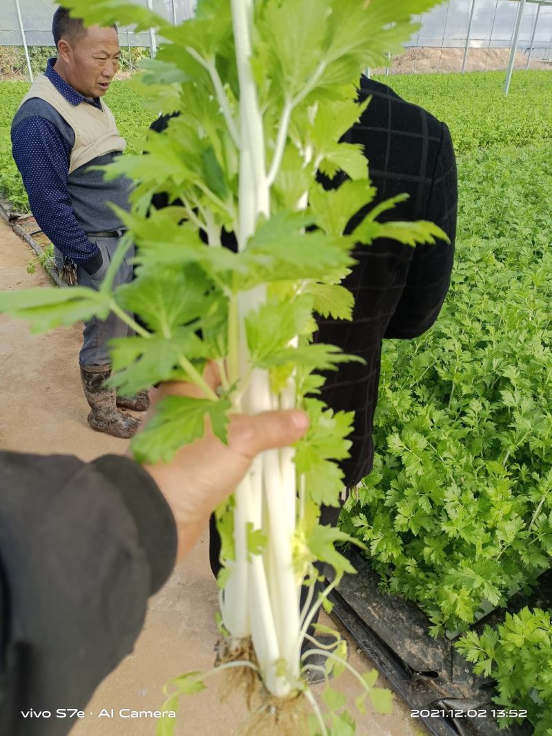 水培芹菜近日出货，有意向你老板联系，欢迎来电获取报价