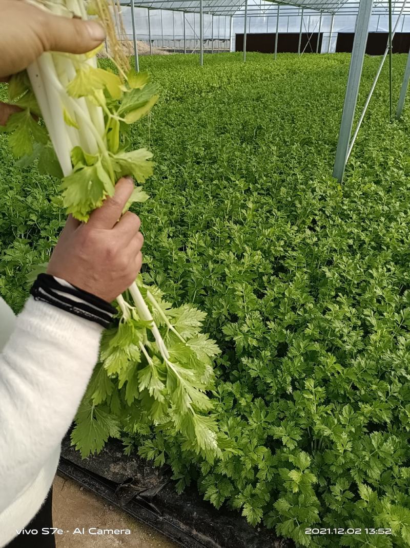 水培芹菜近日出货，有意向你老板联系，欢迎来电获取报价